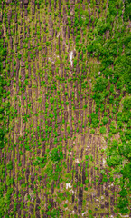Aerial view of Piedra de Orion, lush greenery and rock formations in San Jose del Guaviare, Colombia