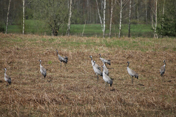 Fototapeta premium A flock of cranes on a spring field.
