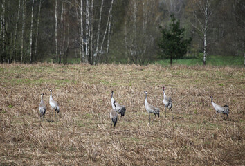 Obraz na płótnie Canvas A flock of cranes on a spring field.