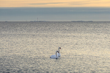 A pair of graceful swans swims through the icy waters of the Baltic Sea, surrounded by a winter