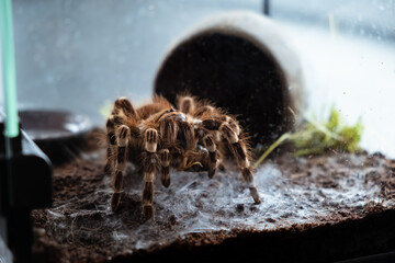 A big spider sitting in a terrarium close-up. Acanthoscurria geniculata. Tarantula. Horror and...