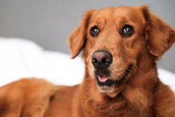 Close portrait of a dog of the Golden Retriever breed with a funny muzzle. The dog lies on a white...