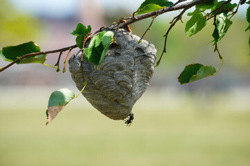 The nest of bold-faced hornets.