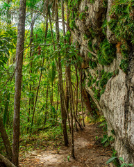 Lush greenery of San Jose del Guaviare, Colombia, showcasing nature’s beauty with towering trees and rocky terrain