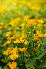 Yellow marsh marigold, caltha palustris flower field. Spring Czech flower - 791826238