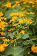Yellow marsh marigold, caltha palustris flower field. Spring Czech flower - 791826241