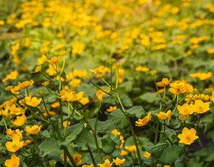 Yellow marsh marigold, caltha palustris flower field. Spring Czech flower - 791826277