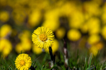 coltsfood, a early flower in the spring is caled Huflattich in Germany