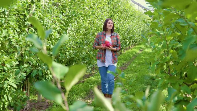 Young farmer girl manually harvest ripe red apples walks in garden fold fruits in hands look around.