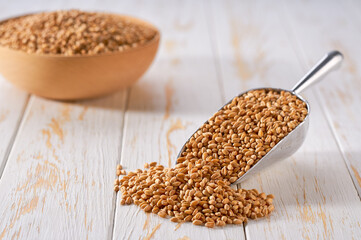 Raw organic wheat in a metal scoop on a white wooden table.