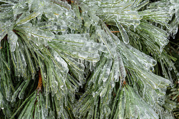 Freezing rain and ice covering tree branch