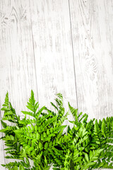 Spring concept. Green fern branches on white wooden background top view space for text