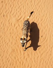 Obraz premium Striped Hyena, reallife animals, sand desert сreated with Generative Ai
