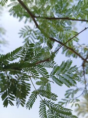 leaves of a tree,green tree
,leaves on a tree,


tree, sky, nature, spring, branch, leaf, leaves, plant, blue,