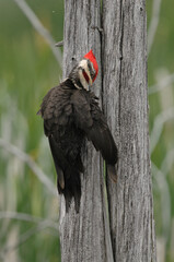 Pileated Woodpecker perch on a tree trunk