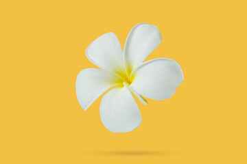 White frangipani flower floated on yellow background