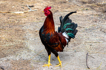 portrait of a rooster