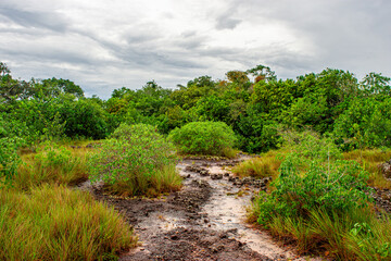 Muddy path through lush greenery under an overcast sky in Stone City, San Jose del Guaviare, Colombia