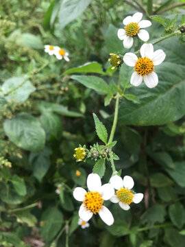 Peque&ntilde;as flores blancas de la planta Bidens pilosa