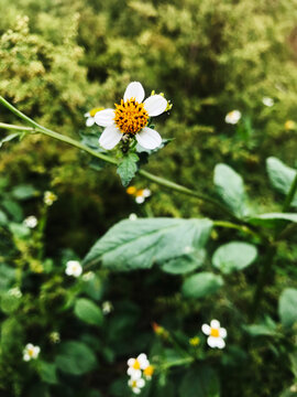 Peque&ntilde;as flores blancas de la planta Bidens pilosa