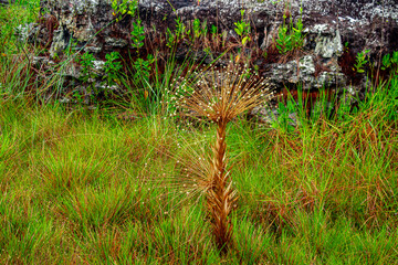 Vibrant Flor del Guaviare plant in lush Stone City, San Jose del Guaviare, Colombia