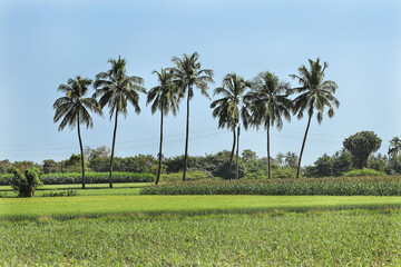 Fototapeta premium Lovely view indian rural areas pearl millet (bajra). processing farm. landscape view over millet fields. Farming Agriculture scene. coconut tree and countryside or a 'village' in India.