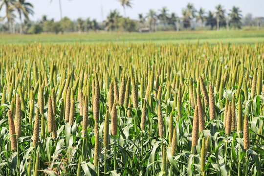 Lovely view of millet stallks. millet or sorghum plant views in a farmland, cultivation pearls millet fields, pearls production of beer and wine, fields of pearl millets (bajra). processing farm.