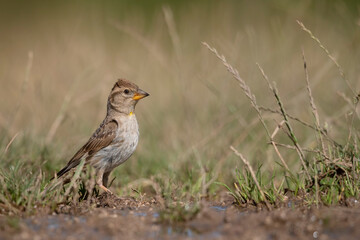 Rock Sparrow (Petronia petronia), small bird, living at high altitudes in Mediterranean Europe, Abruzzo, Italy.