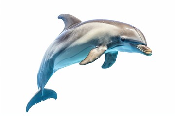 Dolphin photo on white isolated background