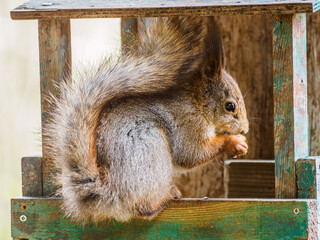 Squirrel in the feeder house