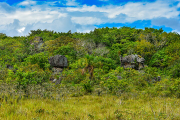 Obraz premium Lush greenery and unique rock formations under a blue sky in San Jose del Guaviare, Colombia’s Stone City