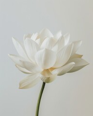 macro shot lotus flower, clear details, clear background, minimalism