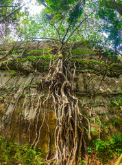 Roots enveloping a rocky surface in San Jose del Guaviare, Colombia, showcasing nature’s grip on...