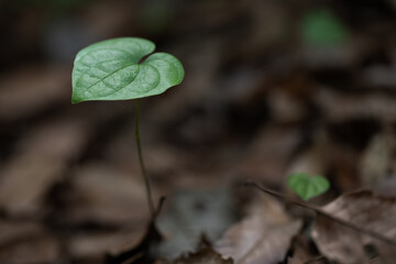 마