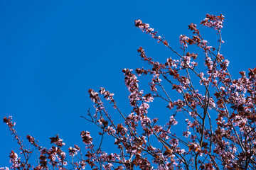Kwieciste drzewa z niebieskim tłem