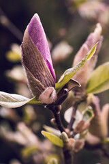 Magnolia wiosną