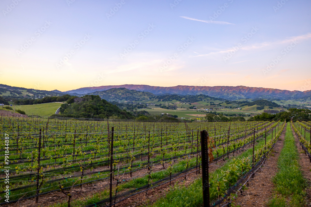 Wall mural vineyard in autumn