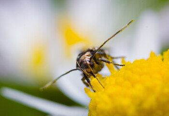 Insect on flower