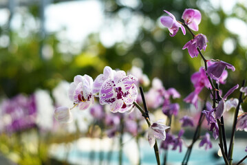 Pink orchids on the background of the pool