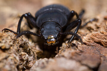 beetle on the ground