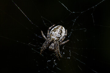 araña de los puentes