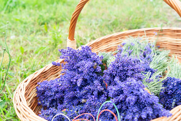 Lavender fresh bouquets for sale at outdoor stand in basket