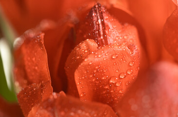Macro of soft orange tulip. Blur and selective focus. aesthetic photo