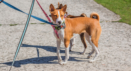  Basenji dogs from Africa walking outdoor. Concept of pets and dog behavior
