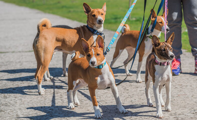  Basenji dogs from Africa walking outdoor. Concept of pets and dog behavior