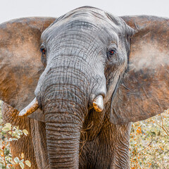 Elefantenbulle im Kruger NP, Südafrika