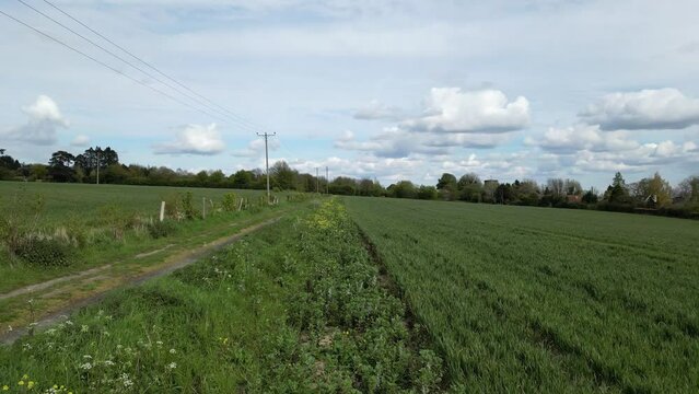 Arable Field Margin at the edge of a field of crops by a footpath allowing wild flowers to grow and provide for wildlife. April, Kent, UK