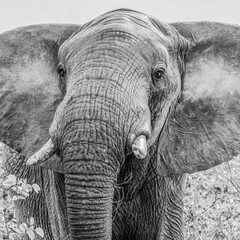 Elefantenbulle im Kruger NP, Südafrika