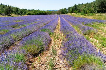 Lavender flowers blooming field at summer, Provence France