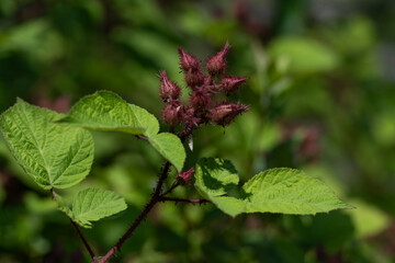 산딸기,곰딸기,붉은가시딸기